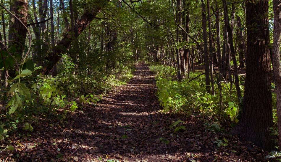 A trail in the woods