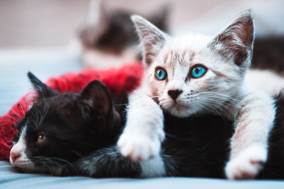 Two kittens close up